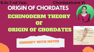 Echinoderm Theory Of Origin of Chordates BSc 2nd YearOrigin of chordateschordates origin [upl. by Vastah]