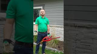 Cutting Ornamental Grass With a Hedge Trimmer [upl. by Notned]