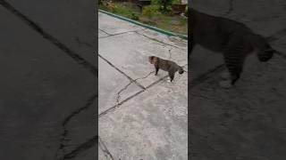 Why r u running cat catvideos catshorts shorts funnyvideo 고양이 kitty kitten cats 猫 [upl. by Nathanial]