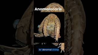 Anomalocaris [upl. by Jerusalem]