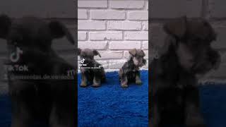 cachorros schnauzer miniatura de venta en cordoba veracruz [upl. by Drofliw]