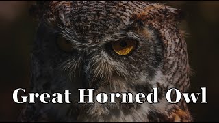 The Great Horned Owl [upl. by Chauncey61]