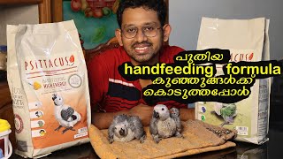 Psittacus handfeeding formula Review  ഇപ്പൊ ഇണക്കുന്ന തത്ത കുഞ്ഞുങ്ങളെയും കാണാം [upl. by Hanna]