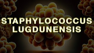 Staphylococcus lugdunensis коменсал чи небезпечний патоген [upl. by Cirdla952]