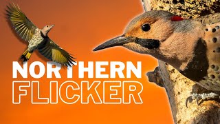 Learn All About the Northern Flicker  Overview [upl. by Elston17]