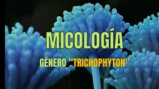 Género Trychophyton  Micología Tema 6  Microbacter [upl. by Proudlove]