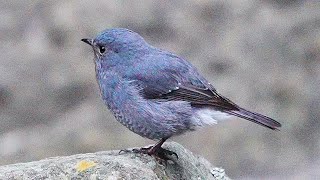 鉛色水鶇紅尾水鴝Plumbeous Redstart [upl. by Lemon433]