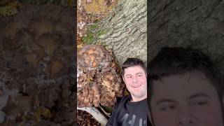 Fund des Jahres RiesenKlapperschwamm 🤯fungus herbst pilze pilzesuchen wald fungi [upl. by Alenas]