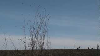 2012 Crow Hunting with foxpro Wildfire [upl. by Chiaki51]