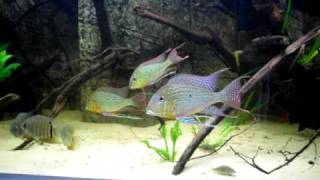 Geophagus Altifrons quotRio Negro 2 quot [upl. by Negam]