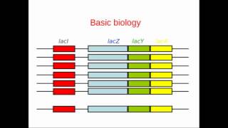 Genome Annotation [upl. by Elleniad418]