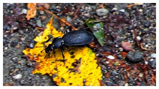 Carabus coriaceus der Lederlaufkäfer [upl. by Edee]