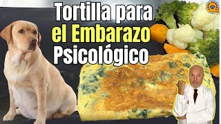 🐶 TORTILLA DE PEREJIL PARA EL EMBARAZO PSICOLÓGICO EN PERROS 🐶 [upl. by Jablon506]