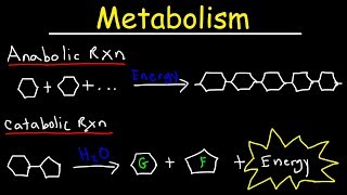 Metabolism Anabolism amp Catabolism  Anabolic vs Catabolic Reactions [upl. by Narra]