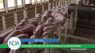 EE UU Empresas eliminan uso de hormonas en la cría de cerdos [upl. by Aicarg]