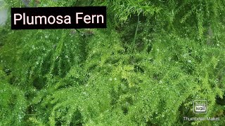 AsparagusPlumosa Fern Care for greenbushy and healthy plantUsed for indoor decoration [upl. by Leor]