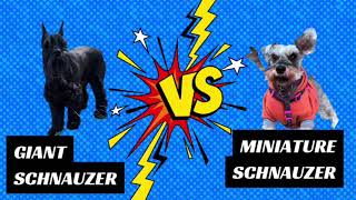 Giant Schnauzer vs Mini Schnauzer  Breed Comparison [upl. by Aidile396]