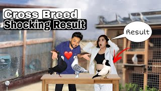 Cross Breed Se New Fancy Breed Tyiyyar Kar Li  क्रॉस ब्रीड से इतना सुन्दर कबूतर निकला  Pet Vlog [upl. by Booth]