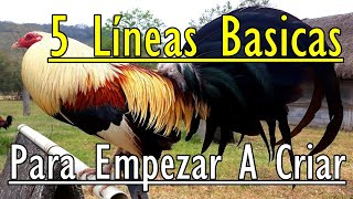 5 Lineas De Gallos Basicas Para Empezar A Criar [upl. by Trista652]