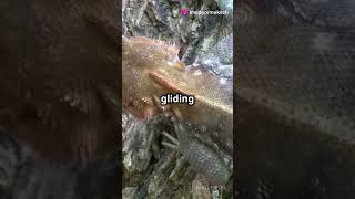 Flying Dragons Real Life Gliding Lizard facts lizards dragon flying reallife flyinglizard [upl. by Schwenk]