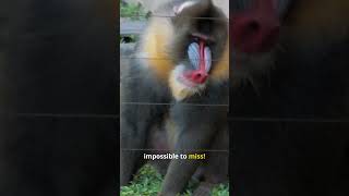 Why the Colorful Mandrill Monkey Is the King of the Jungle [upl. by Olive]