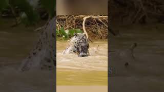 Jaguar attacks Caiman Crocodile Amazing footage animals jaguar [upl. by Acirdna]