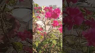 Bougainvillea floweryt shortvideo instrumental [upl. by Kubis]