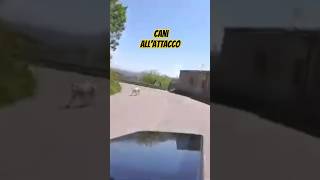 CANI ALLATTACCO bici bdc ciclismo shortsvideo [upl. by Aimahs]