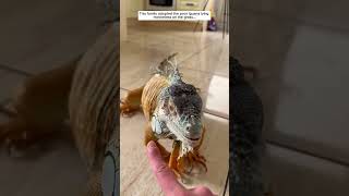 This family adopted the poor Iguana lying motionless on the grass iguana lizard short [upl. by Lozar]