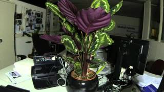 Calathea timelapse  MRT office [upl. by Frydman]