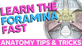 Cranial Foramina Easy Anatomy Mnemonics [upl. by Underwood800]