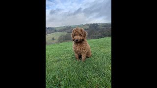 Cockapoo Uncovered MustKnow Facts shorts dog doglover shortvideo [upl. by Horsey385]