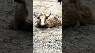 Yaks in Himalayan ranges [upl. by Stricklan742]