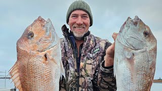 BIG Portland Snapper and Salmon on the Lee breakwatersnappershimanofishingfishoutdoors [upl. by Varian]