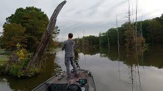 Bass Fishing at the River with a Buzz Bait Caffeine Shad and Toad [upl. by Annam209]