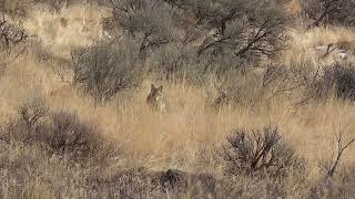 SAIGA12 4 Buckshot vs Coyote  Coyote Hunting 12 Gauge [upl. by Idnahc513]