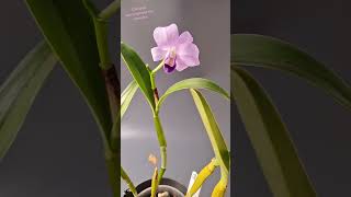 CATTLEYA BOWRINGEANA VAR COERULEA раскрыла бутон orchid цветы cattleya cattleyabowringeana [upl. by Llirpa]