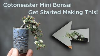 Bonsaify  How To Start Making a Cotoneaster Mini Bonsai [upl. by Loris]