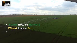 Wheat Harvesting Secrets How to Maximize Yield and Quality [upl. by Mountford]