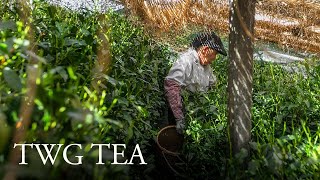 TWG Tea Origin Stories  Hon Gyokuro Jade Dew [upl. by Lemire]