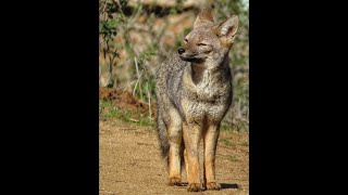 ZORRO GRIS O CHILLA Lycalopex griseus BEBIENDO AGUA [upl. by Eenehs]