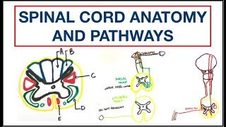 Spinal cord Anatomy and Pathways  Corticospinal  Spinothalamic  Dorsal column  USMLE  MCQ [upl. by Susejedairam]