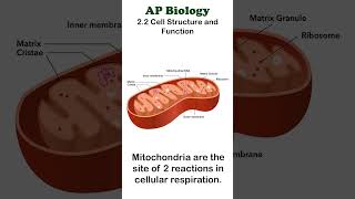 AP Bio  22 Mitochondria apbiology cellbiology [upl. by Asyle219]