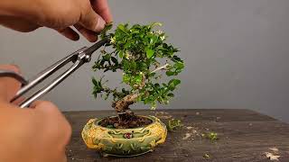 Repotting small Fukien Tea Bonsai [upl. by Edurtreg815]