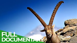 South Tyrol  In the Kingdom of the Alpine Ibex  Free Documentary Nature [upl. by Annehsat]