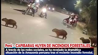 CAPTAN A FAMILIA DE CAPIBARAS QUE HUYEN DEL INCENDIO FORESTAL QUE AZOTA PARTE DE LA AMAZONÍA [upl. by Dorris532]