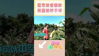 台版夏季戀歌！！在玉米田的戀情？立東頻頻出招 籃籃佮意？張小米的誕生！猜到了開頭 摸不著結尾！經典quot鐵達尼號quot！！ 【綜藝新時代】Shorts FTVShow ​​ [upl. by Dore281]