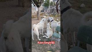 KIZANda KÖPEKLER KAVGA DÖVÜŞ BOĞUŞ OLMADAN ANLAŞABİLİRLER Mİ  akbaş alabai kangal köpek [upl. by Parshall]