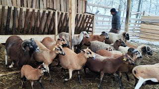 PRINTRE PĂSĂRI ȘI ANIMALE🐥🐑🐇AM ÎMPODOBIT BRADUL 🎄 [upl. by Kalb]