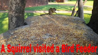 CaT TV 3 Watch an African Bush Squirrel invades a Bird feeder in a Game Reserve in South Africa [upl. by Rodgiva]